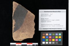 Foto (Objekt + Etikett) von Myrica lignitum Unger (NHMW-GEO-2024-0188-0622)